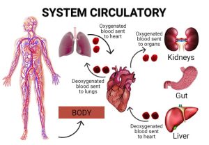 Poor Circulation | Astra Vein Treatment Center