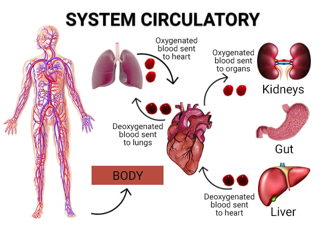 Blood Circulations Problems system