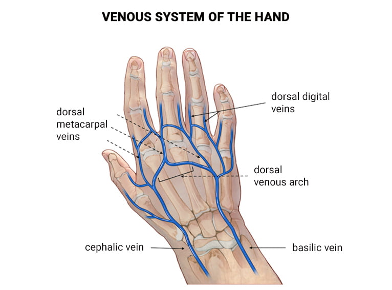 Visible Hand Veins and Why You Them? - Vein Endovascular Care